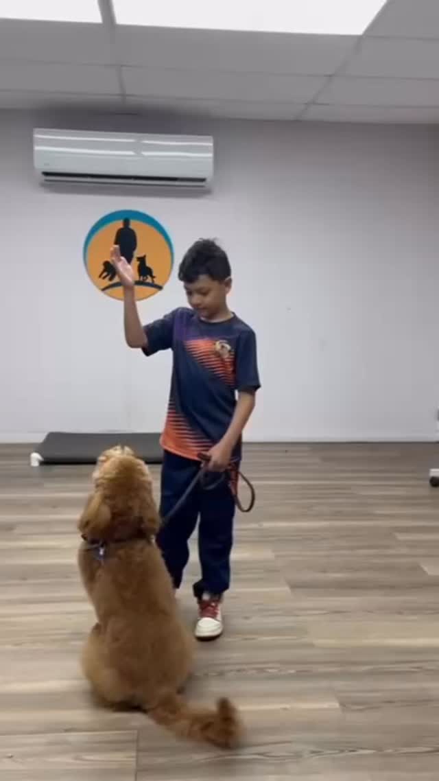 En @caribbeancanineacademy entrenamos con amor… porque tu Perrito y tu familia lo merecen!
En nuestra escuela cada Perrito es recibido con cariño, paciencia y una guía suave que lo ayuda a convertirse en un compañero noble, equilibrado y listo para convivir no solo con los grandes sino también con los más pequeños del hogar. 👧🐶👦
Sabemos que cuando un Perrito o Perrita llega a una familia, llega un nuevo corazón.
Por eso les acompañamos paso a paso, enseñándoles con mucha ternura a relacionarse con respeto y seguridad.
Nuestros Entrenadores abrazan la importancia de educar a ese Perrito que crecerá junto a tus hijos y que creará recuerdos para toda la vida.
Si deseas que tu Perrito aprenda desde el amor, estamos aquí para ti y para tu familia.
Puedes contactarnos en https://bit.ly/3KIVs1a
Envíanos un mensaje y hablemos del proceso.
#entrenamientodeperros #puertorico #entrenamientoconamor #perrosyfamilia #dogtraining