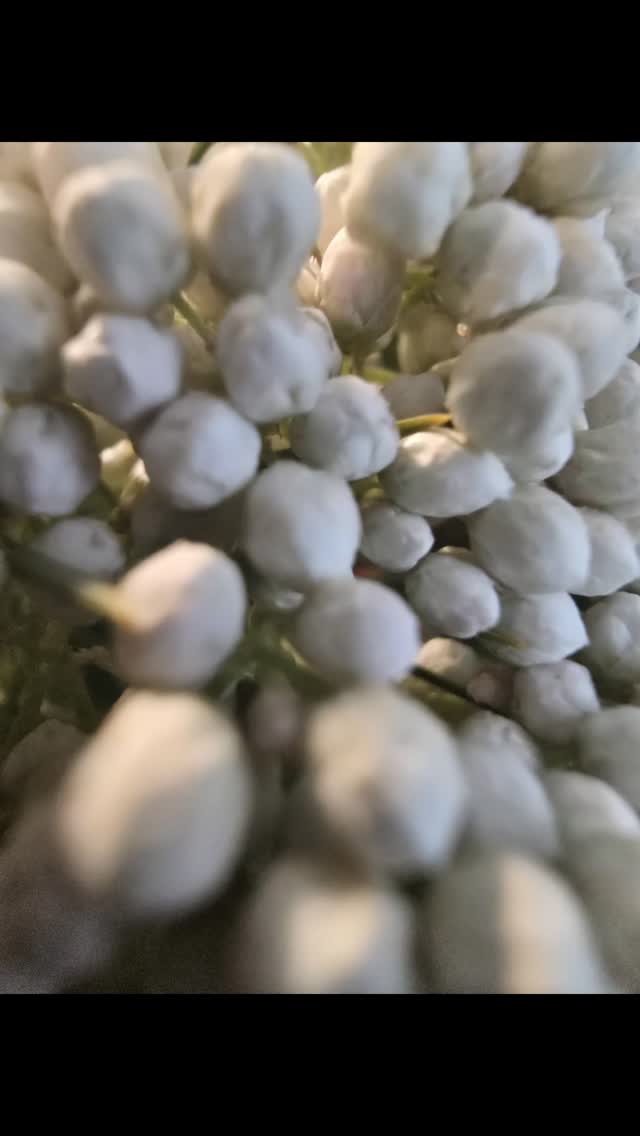 Change in motion.
Lovin' it.
Impermance.
Lovin' it.
Alchemy
Lovin' it.
Climate Change Catastrophe
Oh oh.
The priviledge of admiring snow and plants from a warm cozy home.
#coherence
#changemustcome
#breathwork #soma
#AURABREATH