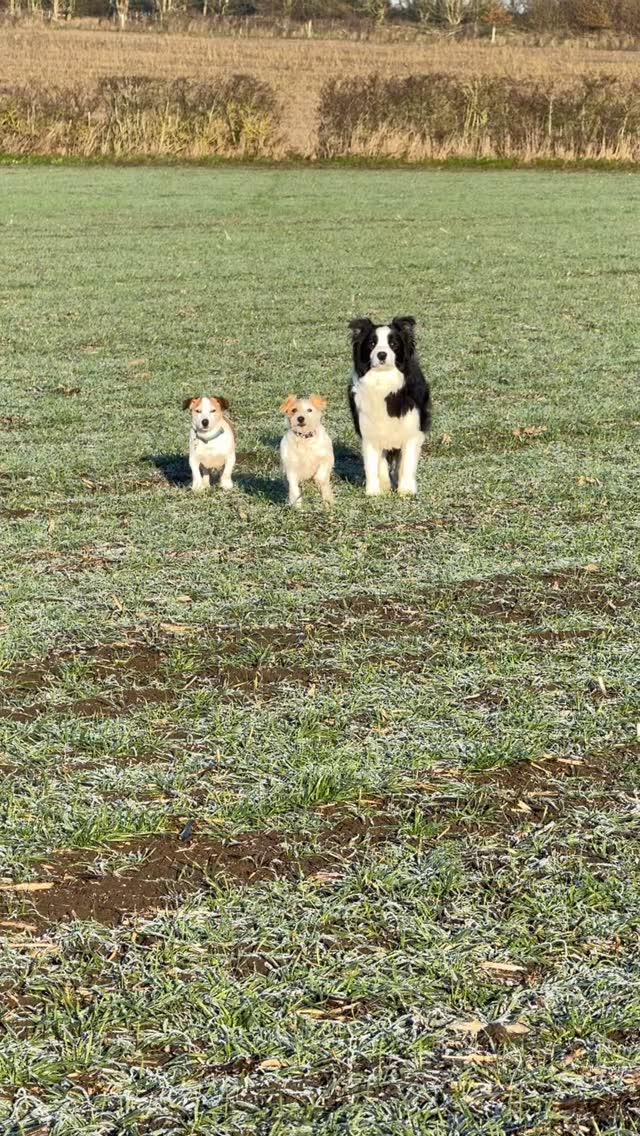 #frostymorning #dogwalk #walkies #jackcambjrt #jrt