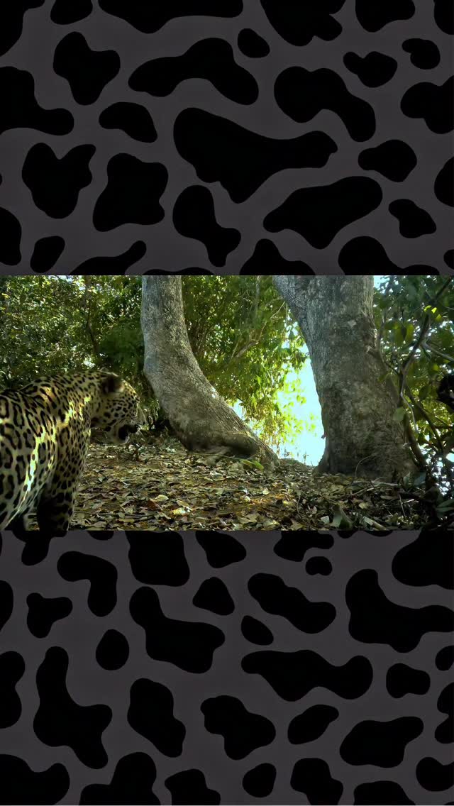 Marcela, heavily pregnant in this clip, pauses at a scratch post while performing the panniculus reflex—a rapid skin twitch used to shake off flies. Since this moment, she has given birth, though her cubs remain unseen. A rare glimpse into the hidden life of a jaguar mother.
#Jaguars #Pantanal #wildlifeconservation