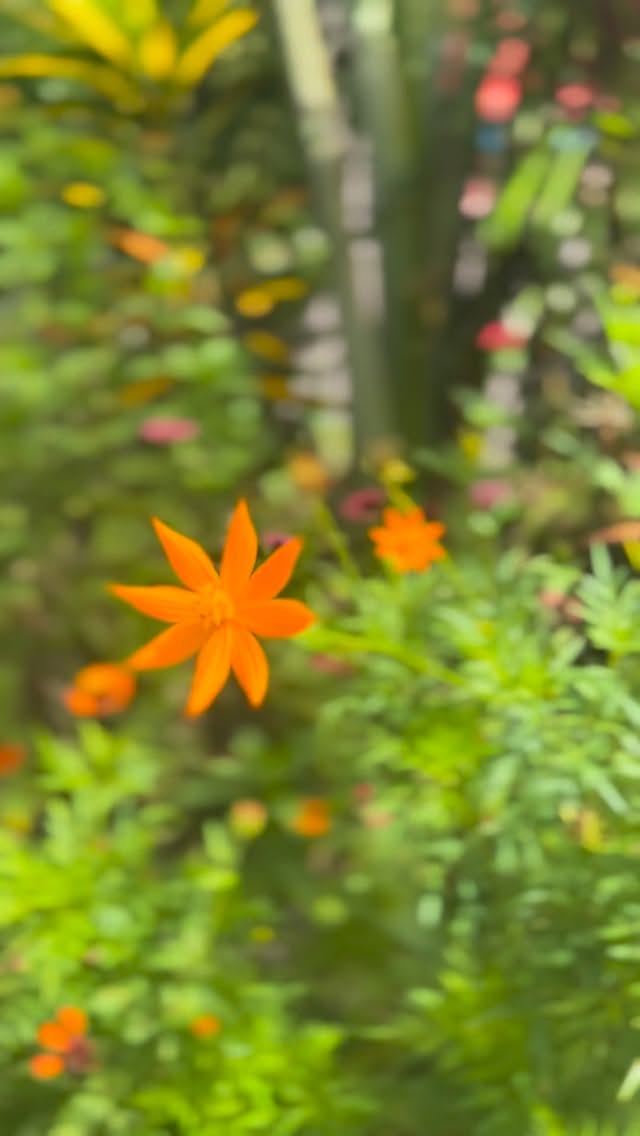 Magic isn’t just a name — it’s in the little things ✨
The warm light, the quiet mornings, the handmade details that make you feel at home, the flowers and colors…
La magia no es solo un nombre — está en los pequeños detalles ✨
La luz cálida, las mañanas tranquilas, los detalles hechos a mano que te hacen sentir en casa, las flores, los colores…
#magicplacecr #magicplacemoments #staymagic #boutiquehotelcr #costaricatravel #santateresacostarica #costarica #vacation #puravida