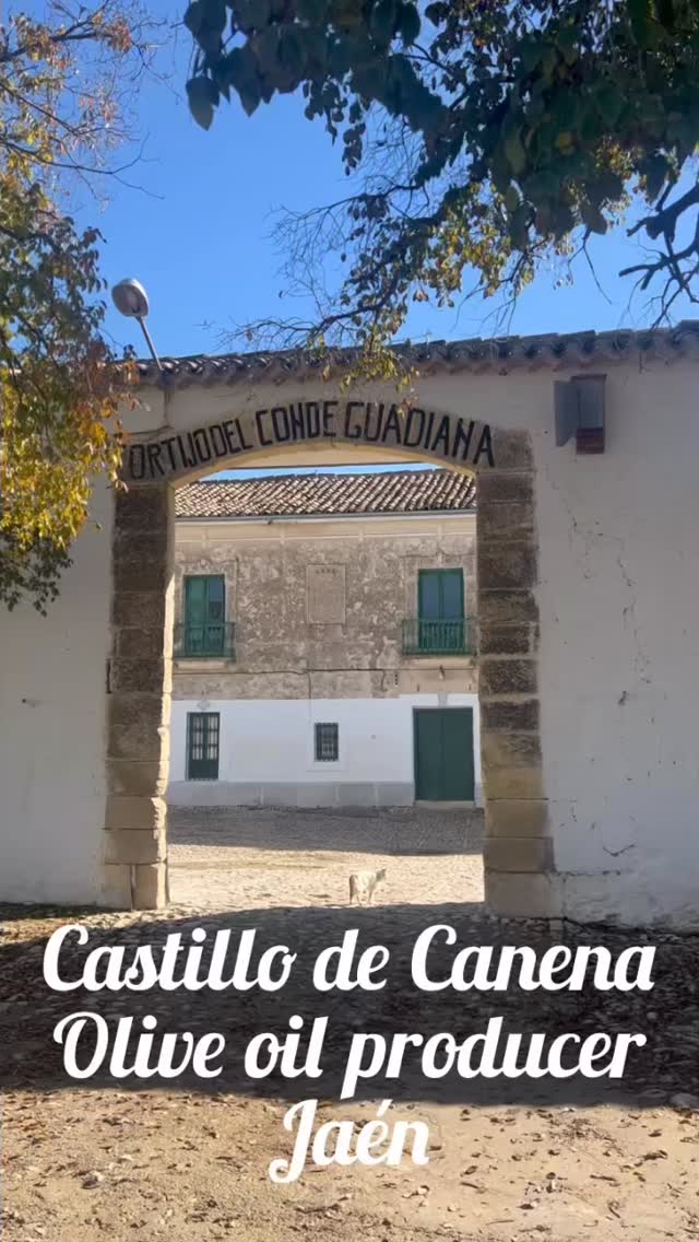 Of all the places olive oil can take you, @castillodecanena still feels like one of the most magical.
More than two centuries of olive-growing history live here, shaped today by the vision of the Vaño family. What began as a family grove producing bulk oil was reimagined in 2003 by siblings Rosa and Francisco (Paco), who famously swapped the corporate world for olive trees, to create one of the world’s most innovative and refined and gastronomic premium extra virgin olive oils which is now in the Flos Olei guide’s hall of fame (the olive oil world’s answer to the Michelin guide).
From the olive press to the castle rooms, to walking the pristine and green groves themselves Castillo de Canena is breathtaking. The olive trees grow in a biodiverse ecosystem where no fertilizers are used and birds have right of way. This is all aided by modern technology that enables the carefully and environmentally friendly water to reach the trees when and as needed all powered by solar panels floating on water reservoirs.
Their “varietals of the world” grove stopped me in my tracks: Koroneiki, Tayasca and over 40 olive varieties in one plot. To see so many whimsical olive shapes and the colors was a dream. And then the food, eaten at Conde de Guadiana, one of the estates hidden among the groves:
Pipirrana de Jaén, olive oil jam (yes), lomo de orza, mojama, and the most delicious persimmons. Breakfast and dinner at the castle was a culinary journey into the recipes that Rosa has collected and perfected over the years. Ultimately Rosa is not only a producer but a gastronome as evidenced by her presidency of the Royal Academy of Gastronomy of Andalucia and membership to the Spanish Royal Academy of Gastronomy. Rosa and Paco are generous with both their time and knowledge to anyone with a love of the olive tree.
Pleasure also to meet the new generations @luisvanog taking charge and bringing new and cool ideas to the table. Thanks also to Isabel Alameda for her knowledge and enthusiasm.
Gracias for the invite and for reminding me of the beauty of an olive oil made with love.
#invite #castillodecanena #jaen #spanisholiveoil