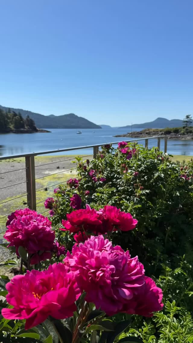 Inspiration — Pacific Northwest Landscapes 🌺
The Pacific Northwest feels like a garden painted by nature itself, misty mornings, filtered light, and layers upon layers of color. Here, hydrangeas, peonies, and heirloom roses thrive in the cool climate, creating soft, romantic palettes that shift with the seasons. Ferns, mosses, and evergreens build structure beneath towering cedars and maples, while climbing roses wrap around fences and trellises like living art. The landscapes here aren’t rushed; they grow into themselves slowly, lush, wild, and effortlessly poetic. A reminder that gardens can be both intentional and untamed, where every path leads to something quietly beautiful.