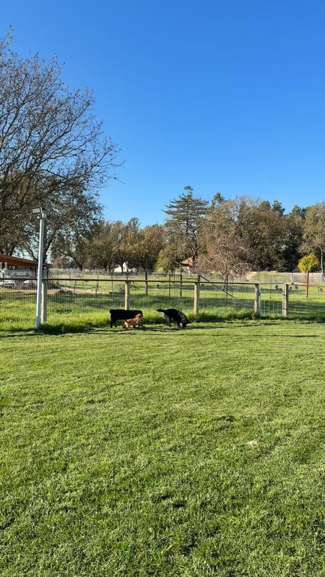 Socialization isnāt always about play timeā¦but it should be about playtime some of the timeā¦.
.
.
.
.
.
.
.
.
.
.
#labrador #labradorretriever #labradorsofinstagram #moonlightlabradors #yellowlab #yellowlabsquad #yellowlabsofinstagram #blacklab #blacklabsofinstagram #blacklabsquad #dogsocialization #dogtraining #foxredlab #foxredlabrador #frlablove #redlabradorlove #bayarealabradors #sonomacounty #happylabs #labradorpics #dogsofinstagram #doglovers #worldoflabs #talesofalab #bestlabradors #labradorlove #labradorsuniverse #sunsetfoxreds #labs_of_insta
