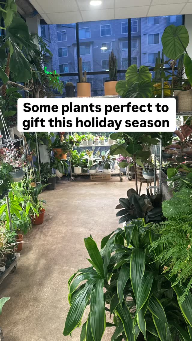 As we get closer to the Holidays, here are some plants 🪴 that would be perfect to gift!! 🎁 🎄
#booshnursery #plantlover #indoorjungle #plantshop #seattle #plants #houseplant #smallbuisness #plantnursery
