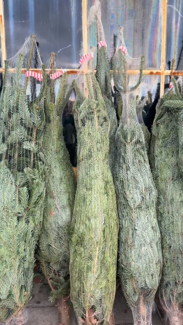 These beautiful Sussex-grown trees won’t be here long - come on down to visit us today and choose your perfect tree! Plenty of 5 and 6ft trees left (and a couple of 11ft+!)
Outside Concorde 2 on Madeira drive 🛷 until 6pm 🎄