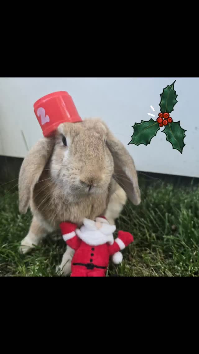Officially starting Christmas at The Cool Bunny hotel!! And as always our VIP clients Coco had arrived she is already enjoying her holidays....plenty of more adventures and holiday retreats to come 🎄 🐰❤️
#thecoolbunnysitters #petsitting #rabbitsitting #bunnylovers #bunnysitting