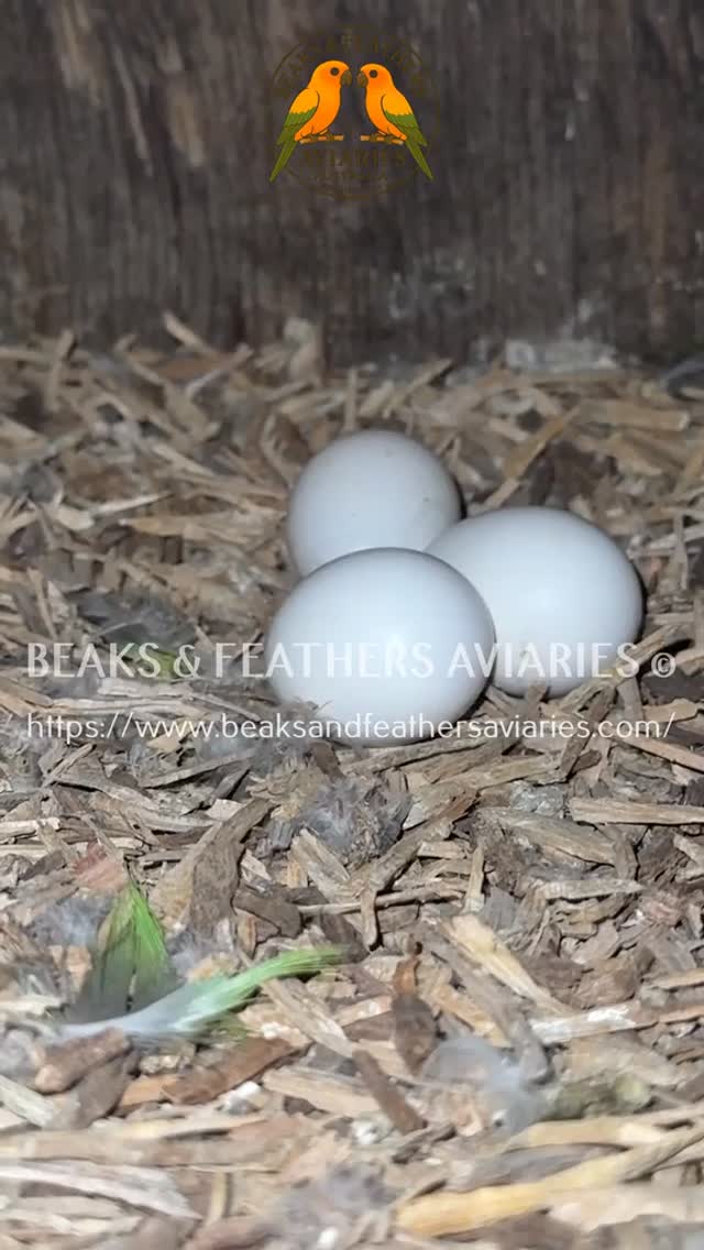 BABY DYH AMAZON CHICKS FROM EGG TO 14 DAYS OLD
https://www.beaksandfeathersaviaries.com/amazons
#Doubleyellowheadedamazons
#Doubleyellowheadedamazonschicks
#amazonbabies
#DYHAMAZONS