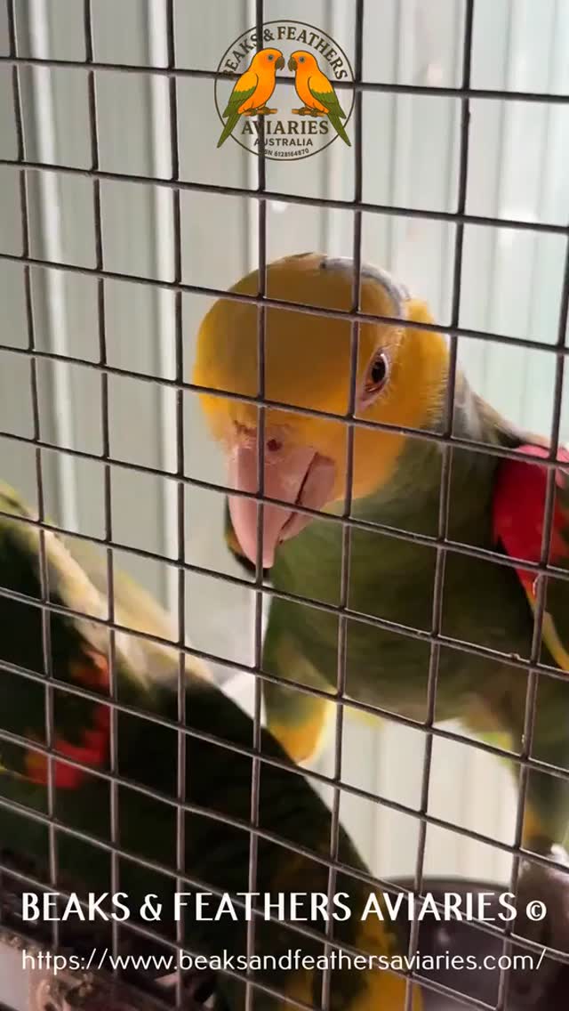Bonny & Buddy, one of our pairs of Double Yellow-Headed Amazons & Babies
https://www.beaksandfeathersaviaries.com/amazons
#Doubleyellowheadedamazons
#Doubleyellowheadedamazonschicks
#amazonbabies
#DYHAMAZONS
#amazons #doubleyellowheadedamazon
#DHA
#doubleyellowheadedbaby