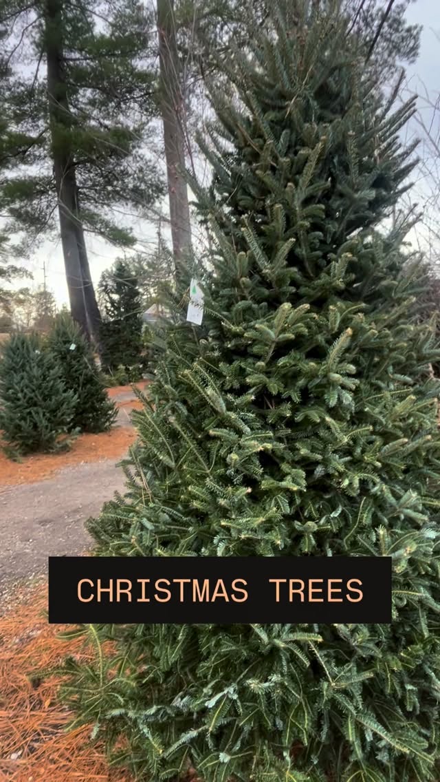 At Groff's, we know the holiday can be tough to shop for 🎁
We make it easy to grab your christmas tree, some ornaments... some holiday pillows and candles...
☃️ some snowmen and reindeer of COURSE 🦌
You can even gift a new houseplant for Christmas! 🪴👀
THEN take a sugar break with our Sensational Sweets holiday popcorn and chocolate! 🍫
We've got all our bases covered, some come in and get yours covered too! ✨💯
#familyowned #glassboronj #shoplocal #pitmannj #holidayhome #hohoho #happyholidays #christmas #holidayspirit #sewellnj