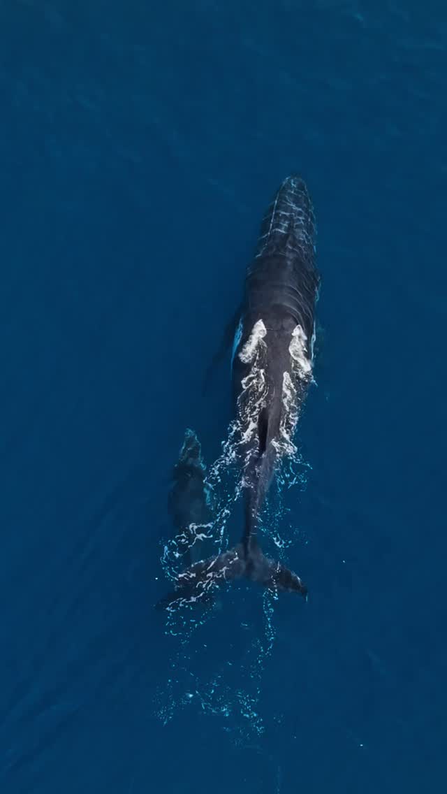 Magical moment captured on the Ningaloo!
I hope this newborn calf has grown into to the chilly Antarctic waters!
#whales #humpback #calf #oceans #nature #wildlife #photography #ausgeo