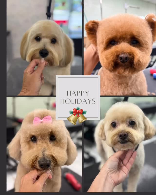 The holiday rush is in full swing, and thanks to you, our workshop is buzzing! We’re having a great time helping our customers, and we appreciate your continued trust and support. Happy Holidays friends ✨♥️#brickell #miami #keybiscayne #coconutgrove #citypoochpetgrooming #citypooch #coralgables #citypoochlife #dogsofinstagram