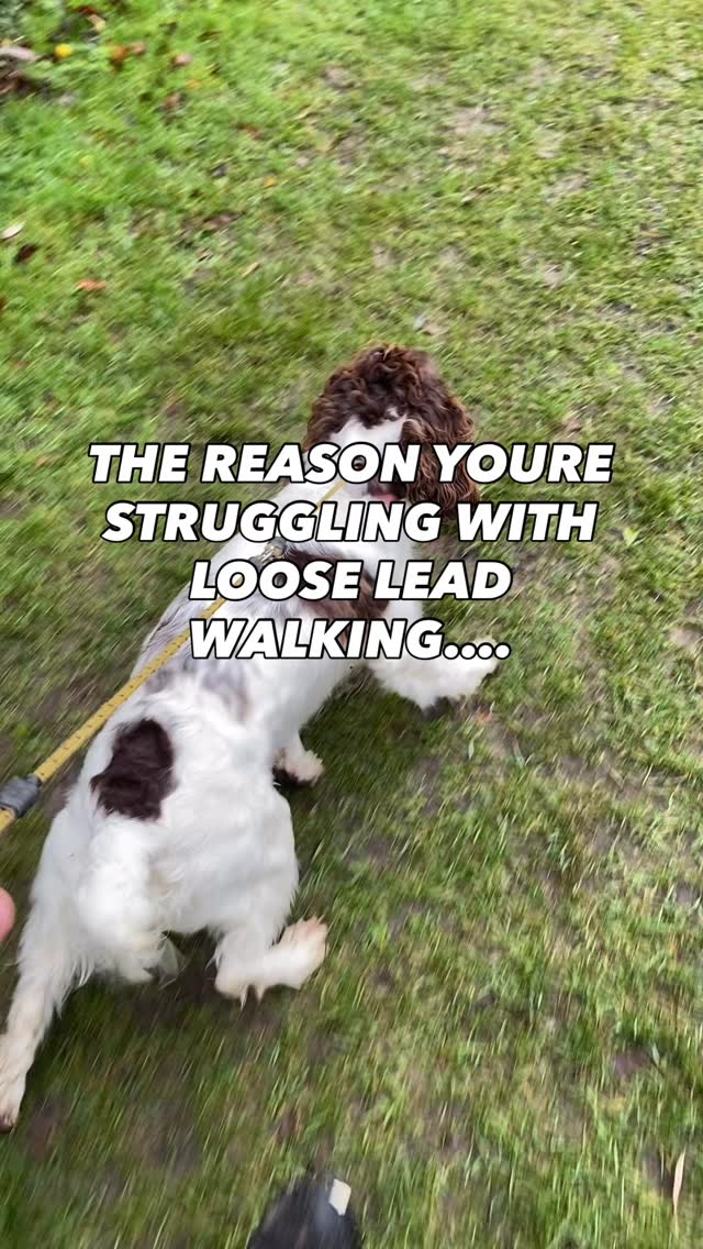 Having to take lots of trips to the physio to sort out your shoulder pain after your dog keeps pulling it out of the socket on your walks?
If your dog pulls you down the road like the dog in this video
Then you need to stop taking them for a walk!
😱WHAT?!?!?!
“But they will be a nightmare around the house and they need their walk”
I know!
Instead focus on training and exercise at home
This dog is pulling like this because she’s more engaged with the enviroment, smells and animals around then she is with the handler
Everytime you leave the house and your dog is like this
You’re just reinforcing that this behaviour is alright
If you want them to to walk nicely on the lead, that needs to be the expectation all the time…not when you have time and when they pick and choose to
If your dog has great recall and focus on you, drive them to an off lead walk for exercise
Then work on loose lead walking at home and in the garden, gradually introducing it outside the house with the same expectation
If you practice it at home and then let them pull you around the block, the dog does no know what you expect of them
But if Everytime you have them on the lead you expect them to walk well then they will learn that’s the expectation
It’s not the dog miss behaving it’s you miss communicating and confusing them
First work on engagement at home, get them to play with you, respond to their name and your verbal cues
Then you can work on loose lead work
A unsatisfied unengaged dog won’t walk nicely on the lead, crack that first
Need help training your dog pop us a dm
#chalfontstpeter #chalfontstgiles #gerrardscross #dogwalking #dogwalker🚶🏻♂️🦮💨 #beaconsfield #dogtrainer #dogtraining