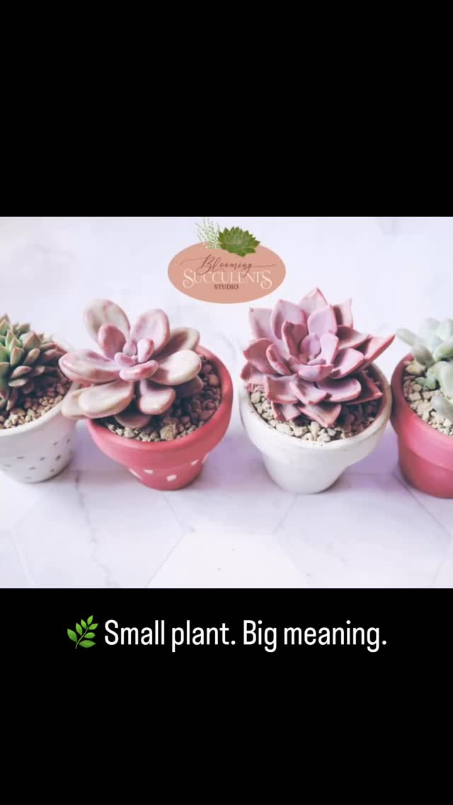 Small plant. Big meaning. 🌿
These succulent gifts are perfect for teacher appreciation, Secret Santa, party favors, and Santa gifts. Thoughtful, low-maintenance, and made to last long after the season ends.
Plant gifts that keep growing 💚
#PlantGifts #TeacherGiftIdeas #SucculentFavors #ThoughtfulGifting
#bloomingsucculentsstudio