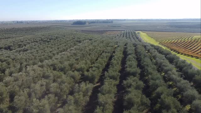 For every 8 rows of Frantoios planted in this orchard, there’s a row of Pendolinos planted for cross-pollination. Can you see which ones they are?
Field-Dug Fruiting and Fruitless Olive Trees available for delivery anywhere in California: www.terratrees.com
#olivetrees
#landscape
#winecountrygardens
#maturetrees
#oliveoil
#field-dug-trees
#fruitlessolives
#Ascolano
#Picual
#Taggiasca
#Frantoio
#Coratina
#Leccino
#Pendolino