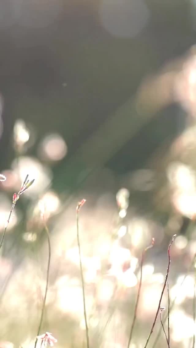 Vous avez booké une bonne partie de vos prestataires pour l’été prochain… mais à présent, il est grand temps de commencer à imaginer votre cérémonie laïque. Ce moment à part, symbolique, où tout prend forme et où l’on raconte votre histoire autrement 💫
Pour vous aider à trouver l’inspiration, nous avons demandé à @audrey.girard_tatonkame , officiante de cérémonie et exposante du Wild in Love Festival 2025, de partager ses 3 idées Wild de rituels.
Entre émotions, symboles et personnalisation, son univers ouvre de belles pistes pour rendre ce moment unique et créer une cérémonie qui vous ressemble vraiment ✨
Alors, lequel de ces rituels vous inspire le plus ? 🤭
🎥 @studio.onceuponaday