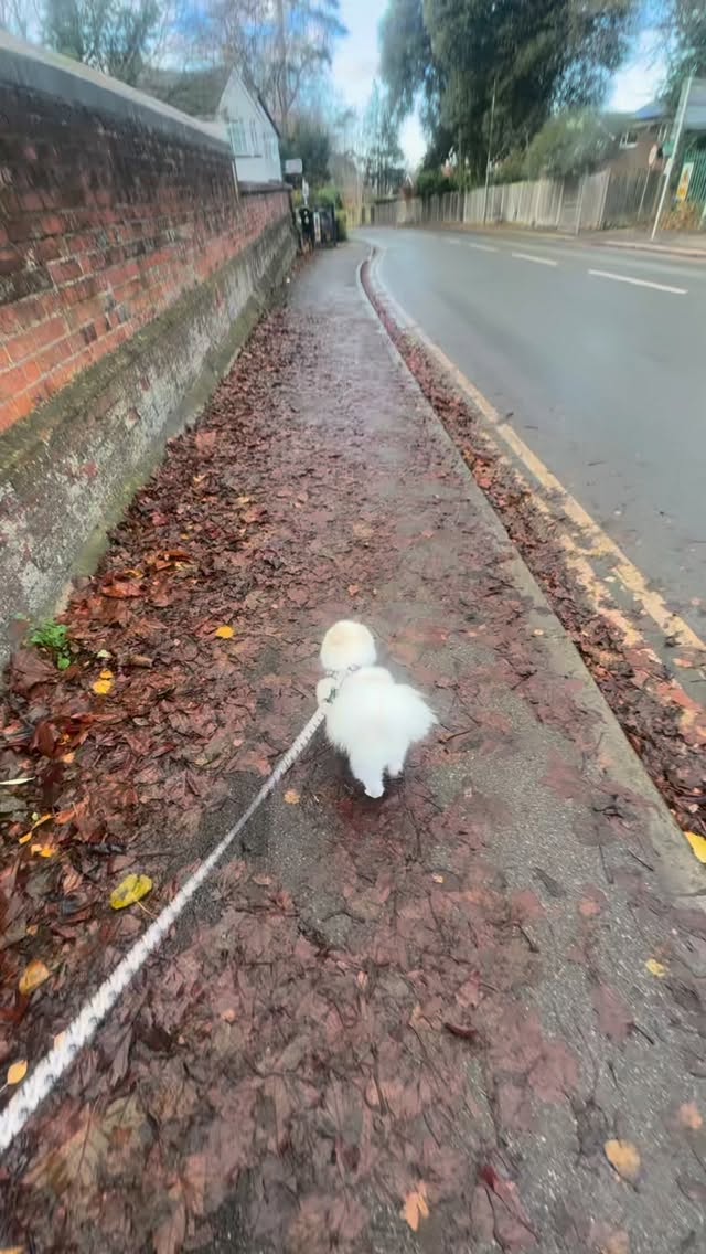 We had a very special visitor this week….Winnie the Pom!
We do apologise for the lack of crumbs and hope to do better 😂
See you at Ola! ☕️
@winnie_the_pom_official
#coffee #local #twyford #coffeeshop #dogsofinstagram