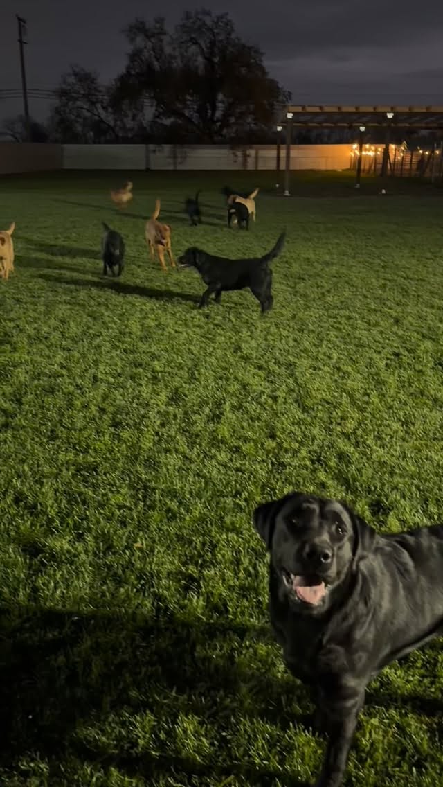 Enjoying the last night before the storm
.
.
.
.
.
.
.
.
.
.
#labradorretriever #blacklab #foxredlab