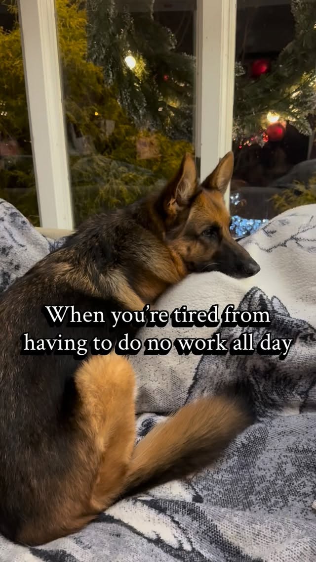 #loafer #paysnobills #gsd #dogsofinstagram #germanshepherd #gsdofinstagram #gsdlife #gsdlove #gsdnation #dogs