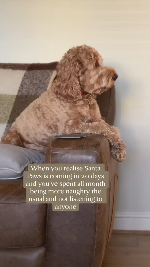 Oops! Does that mean I’m on the Naughty list? 🗒️
#dogsofinstagram naughtycockapoo #santapaws