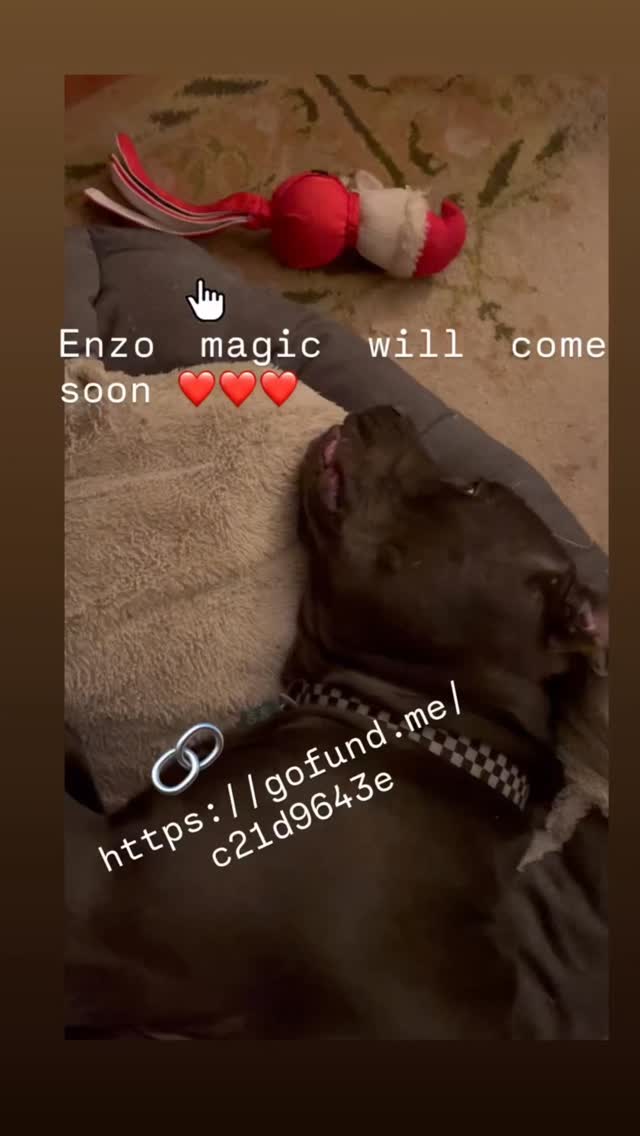 Please help this beautiful pup get his sight. Even $10 will help.#canecorso #blessed #doggosbeingdoggos #dogsofinstagram #doglife