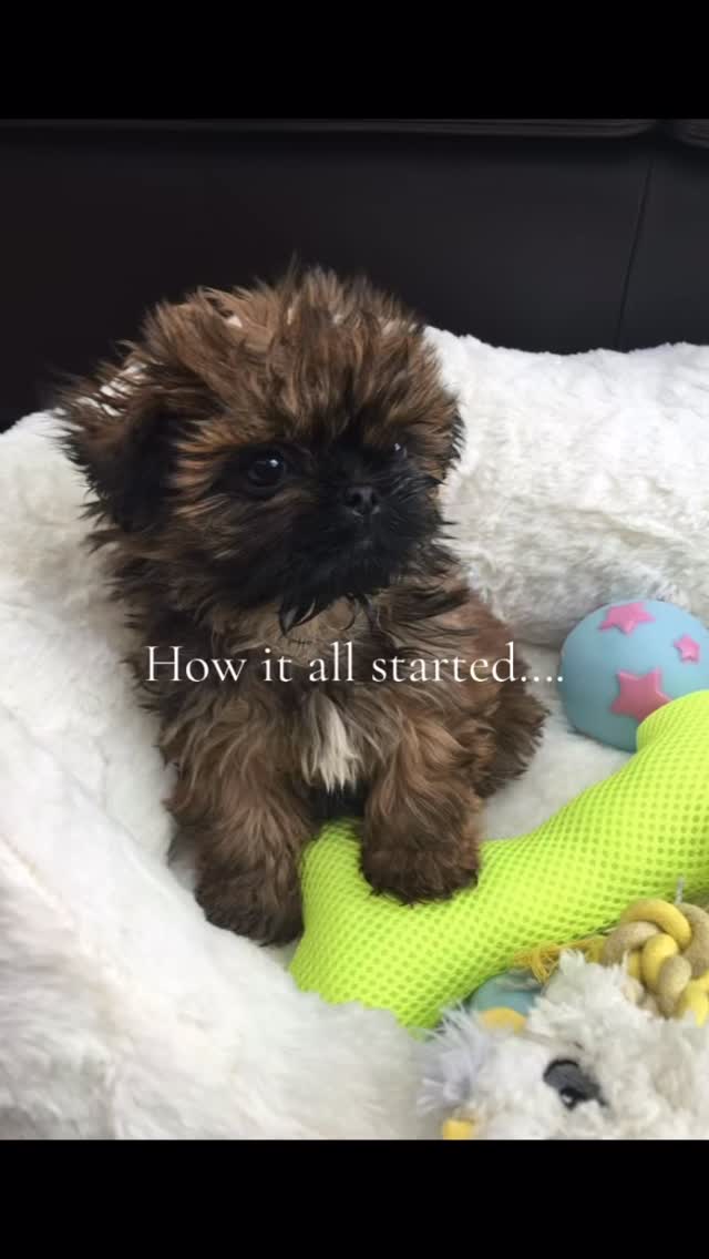 How it all started nearly 10 years ago 🩷💜💙💛 #doggydaycareeffect #stocktonheath #doggydaycareuk