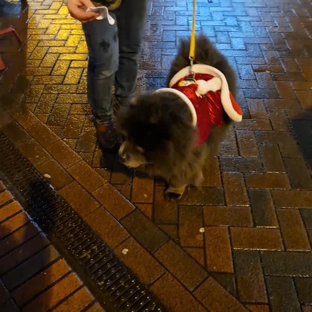 Merry Christmas #mantrailing folks!
That's us finished for 2025, an amazing year.
Wishing everyone a peaceful time over the festive season and a very Happy New Year.
See you in 2026.
Laurence and Samson ๐งโ๐