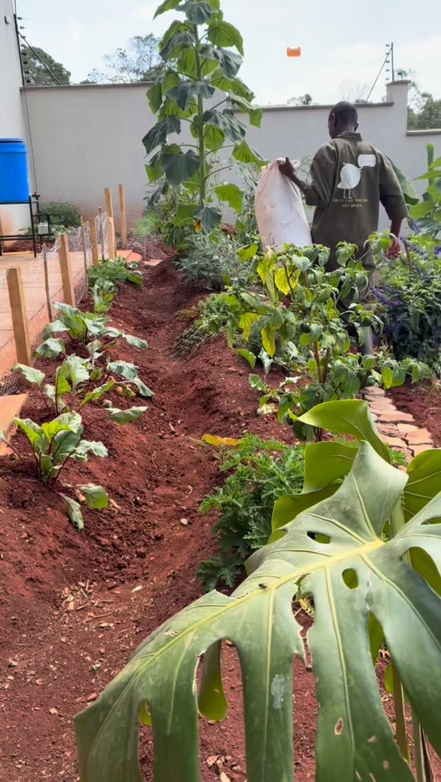 Great to see this shamba come alive since September with so much variety. Now we’re amping up the energy, mulching more generously and taking stock of what we can add in next as different crops are harvested. A steady rhythm of growing, feeding the soil, and replanting 🙌🪻🌾🥬💦👣
———————————————————————— #permaculture #permaculturedesign #harvestwater #buildsoil #regrowforest #foodforest #goldenhour #growyourown #homegardening #sustainableagriculture #sustainableliving #regenerativeagriculture #permaculturekenya #regenerativefarming #gardening #gardens #homegardens #lawnstogardens #homegardening #permaculturedesignfarm #permaculturegardens #kitchengardens #kitchengardener #landdesign #soilhealthmatters #vegetables #growyourown #organicgardeningmag #pollinators #blooms #companionplanting