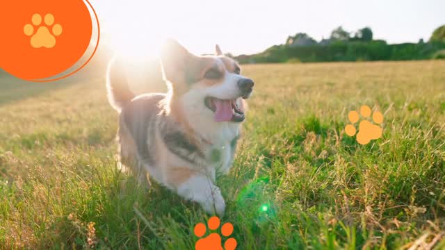 Happy Thanksgiving to all my amazing puppy parents and wonderful puppy patients! 🧡🐾
Thank you for trusting me with your pups’ care, their progress, their comfort, and their hearts. I’m so grateful for each of you and the joy your dogs bring into my life every single day. Wishing you a holiday filled with love, gratitude, and lots of happy tail wags. 🐶✨