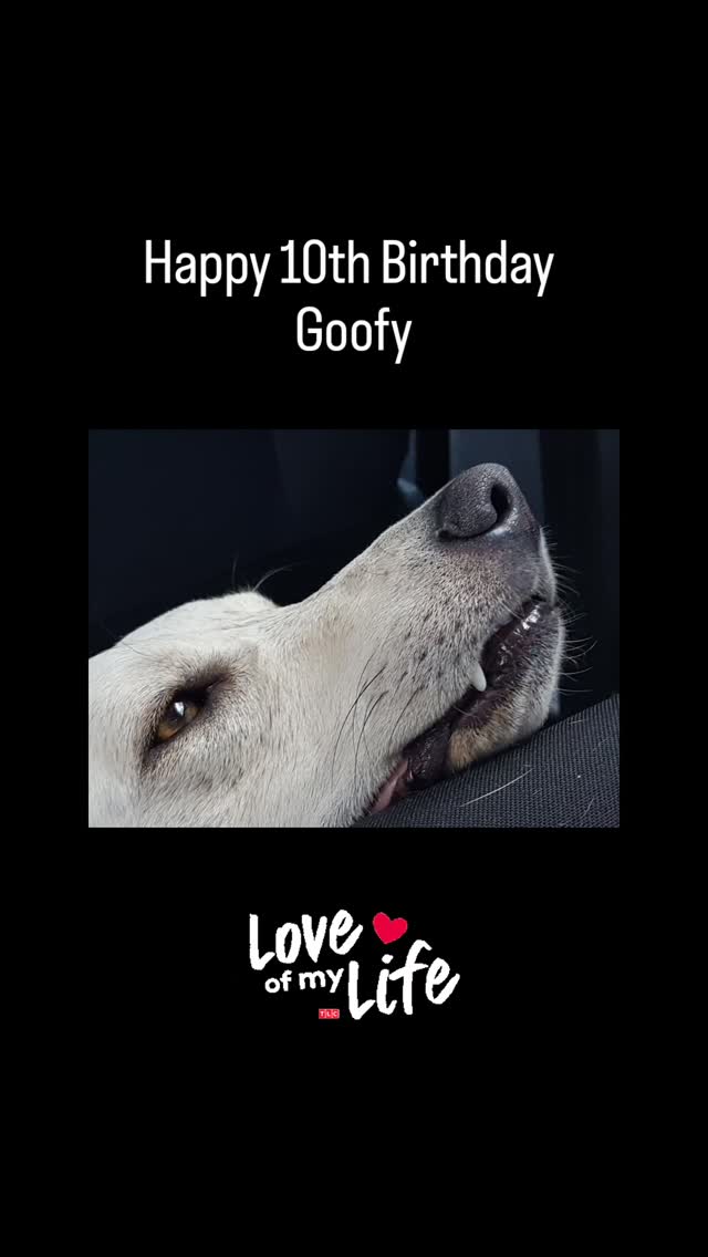 #goofy #superdog #10years #loveyou❤️ #bestteacher