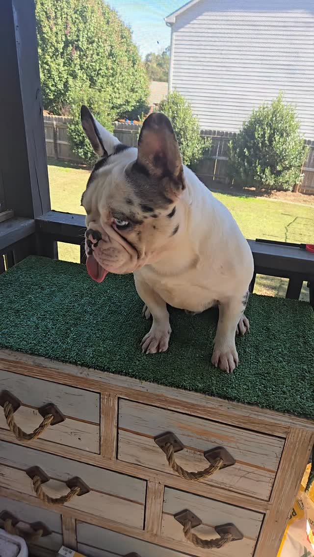 KOI DIDDY🎨
PED🔥+ DNA🧬🦍
AVAILABLE TAP IN !!!