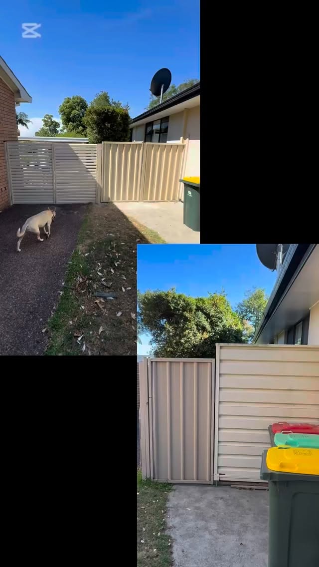 Nelson bay before and after! 2 sets of gates and 31m of pale eucalyptus fence
