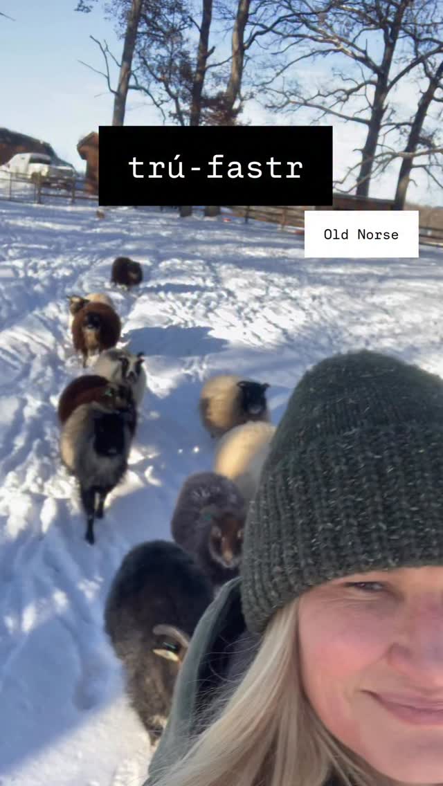 This is our post-long night of guarding ritual. As we move the most vulnerable sheep, the unbred ewe lambs, away from the woods.
Last night the coyotes were on a rampage. I learned today they did damage down the road & Quixote was on alert all night long.
He’s unique in that he seldom barks. I had a Great Pyr years ago & assumed all LGDs spent the night barking, but not my karakachan. If there’s a threat, he’ll bark. Last night, he barked all night. It always sets me on edge, but he has come through time & again. He’s the anchor & I’ve learned to trust him. Yet the howling was so ferocious (my guess is infighting regarding the other attacks they made) I went out in the snow & spotlighted their location. More eyes than I could count dotted the horizon, & the yipping was frenzied, but as always, Quixote held his line, stayed with his sheep, & kept the flock safe.
Even when I want to tear off after them, push them back, Quixote looks at me with wise eyes & lets out his deep bark. He holds his ground.
Being the first LGD is rough. It takes a toll. He doesn’t rest easily, he’s always on high alert. As a yoga teacher, I can see his sympathetic nervous system is always activated; unable to shift out of fight or flight. For right or wrong, I raised Quixote in the field, with his focus on the flock & his job. It’s a job he takes very seriously. When he was a puppy, I made a habit of hugging him tightly & slowing my breath until his breathing matched mine. I could feel his body relax & melt into me.
Not much has changed. He still loves to do this & now lets out long deep breaths with an audible sound. Somewhere between a grunt, sigh & snore. His head is so big that’s pretty much what I hold tight now.
This is our ritual after a long night. He meets me at the gate. Insists I look at the sheep & then I take a few minutes to love on him. His favorite is the standing hug, reserved only for big occasions. I’ve never caught it on video before. He makes me look short lol. I don’t know what I’d do without this earnest, hardworking dog who shows up every day for his sheep, & for me.
#icelandicsheep #livestockguardiandog #homesteadlife #shepherdess #homestead #wool