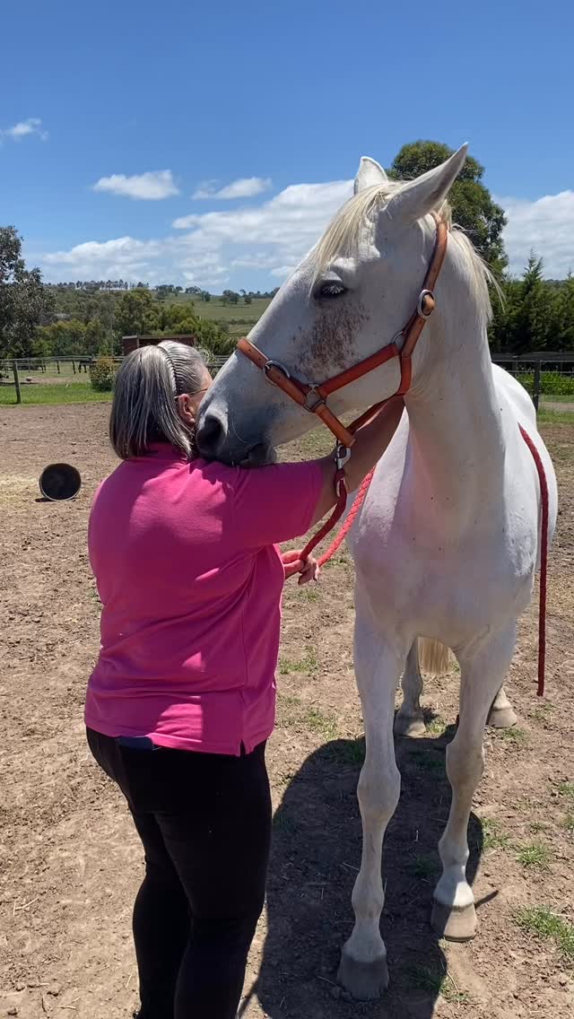 Trying to do serious work here Polly 😊 thanks for slobbering on my glasses 🤣🩷
#equinemassage #energyhealing #cranialsacraltherapy #woofandhoof #woofandhoofwellness #macedonranges