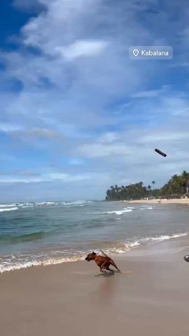 Lifeguard on duty: will rescue snacks before humans 🐶🚨🌊 #happydog #ridgeback #beachvibes #oceanlife #beachlife #beachdayfun #oceanvibes #oceanmood #kabalana #kabalanabeach #travel #southsrilanka #beautyfulbeach #happylife