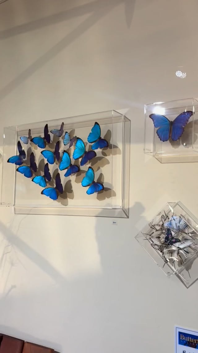 Nature in all its glory! New butterfly displays in time for the holidays! 🦋
#goldenmoongallery #shopsmall #handmade #supportlocal #sanmateo #supportsmallbusiness #oneofakind #nature #