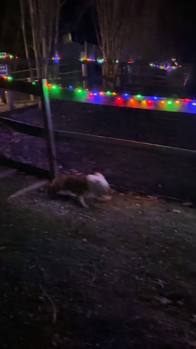 Bowser gives “Bobbing for Snowballs” and our Island of Misfit Toys a 5 Paw rating🐾✨☃️
❄️Winter PAWderland opens THIS weekend!🎄
🐾Fri, Dec 5th, opening night! Wed-Sunday nights the rest of the month, through the 20th.
🍕@floweringrockfarmnc will be here slinging their
delicious pizza THIS Friday only!
💖Sliding scale entry: $0-$20 per car. $0, $5, $10, $15 or $20. We want everyone to enjoy some QT with their dog.
✨BONUS!! We’re collecting dog/cat food + treats for @sargesanimalrescue ‘s Community Pet Food Pantry🫶 PLEASE bring some if it’s doable. If not, that’s okay too!
Come make sweet pawliday memories with us🐾
More information on 3bsinn.com, under Winter Pawderland Pass. Link in comments.
#dogfriendly #dogsofasheville #asheville #winterlights #dogsofasheville #winter #festive #gertonnc #fairviewnc