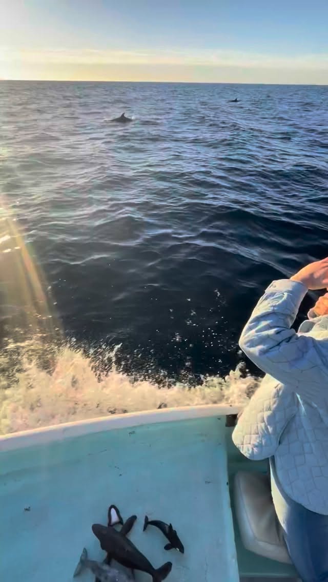 En el mar no hay guiones. 🌊
A veces las ballenas están presentes, otras van en rumbo… y otras simplemente pasan lejos en silencio. Y eso también está bien.
🫶🏼 Lo único que sí podemos garantizar es que salimos con respeto: distancia, ritmo tranquilo y cero presión para los animales. Y justamente cuando honramos esas reglas, el mar suele sorprender sin avisar.
¿Listos para salir y dejar que la naturaleza decida su momento?
— ENG —
There are no scripts at sea. 🌊
Sometimes whales are present, other times they are on course... and other times they simply pass by silently. And that’s okay too.
🫶🏼 The only thing we can guarantee is that we set out with respect: distance, a calm pace, and zero pressure on the animals. And when we honor those rules, the sea often surprises us without warning.
Ready to set out and let nature decide the moment?
-
-
-
-
-
ballenas jorobadas, avistamiento responsable, los cabos, baja california sur, temporada de ballenas, vida marina, conservación oceánica, proyecto cetáceo, cantos de ballena, breaching, aletas de ballena, naturaleza salvaje, encuentros marinos, migración, océano pacífico, avistamiento de ballenas, los cabos ballenas, los cabos 2026