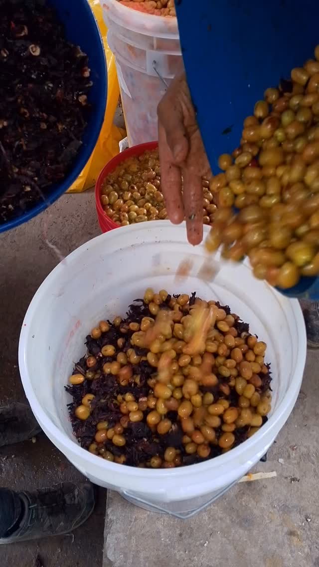 🌺 Hibiscus ferment carbonic maceration natural 🌺
🤝 If you’re a roaster seeking a long-term business relationship with the specialty coffee farmers who farm your beans, reach out!
🔗 Click the link in our bio or DM our farming group. We ship almost anywhere on pallets.
#greencoffee #specialtycoffee #nicaragua #naturalprocess #honeyprocess #thirdwavecoffee #anaerobiccoffee #pacamara #directtrade #directtradecoffee #woc #coffeeprocessing #sustainablecoffee #biodynamiccoffee #coffeeroaster #coffeesorting #coffeeroasting #coffeefarm #sampleroasting #goldmtncoffee #besocialbegold #coffeefermentation #carbonicmacerationcoffee #nicaraguancoffee #worldofcoffee #yellowpacamara #yeastcoffee