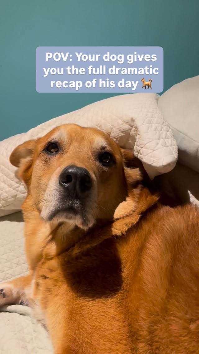 When your dog has SO much to tell you but you don’t speak dog..
That little growl-cry-whine combo?
That’s pure happiness. While it might sound like complaining, these noises are actually my dog’s way of saying “I MISSED YOU” and “YES MORE PETS PLEASE.”
He’s narrating his feelings and telling me what he’s been up
Ps: he had lots to say .. the reel is just few seconds, but the entire conversation was about half an hour 😂
These vocalizations are healthy communication!
My pup (who is more a senior dog) is expressing excitement, contentment, and bonding with me.
Learning to read these signals early helps you understand what your dog needs throughout their life and this is what i can help you with:
✨ How to decode your dog’s different sounds and body language
✨ The difference between happy vocalizations vs. stress signals
✨ Building strong communication from day one with your puppy
What do you think he told me ??
Comment below
#DogTalk #HappyDog #DogCommunication #DogBehavior #DoggyLove #FunnyDogs #DogTraining #PuppyTraining