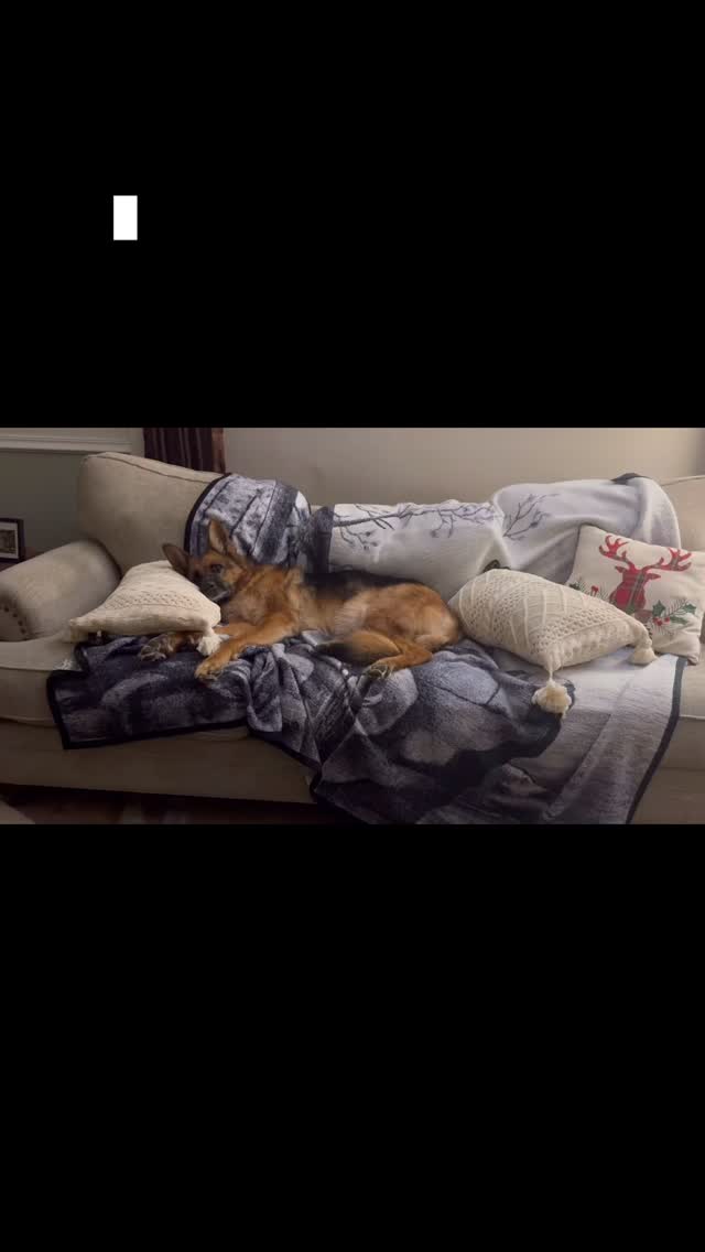 #lazy #lazydog #cutepup #dogsofinstagram #gsd #germanshepherd #gsdofinstagram #gsdlife #gsdlove #gsdnation #dogs