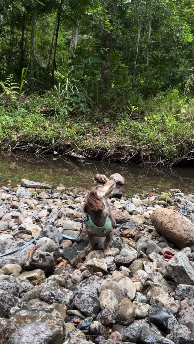 Toph: I fear nothing.
Also Toph: 🦋💀
@serendipity_dachshunds
