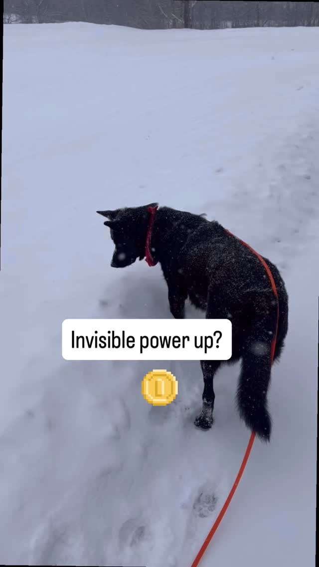 Level up? š¾
ā¢
ā¢
ā¢
#doglovers #germanshepherdofinstagram #funnydogs