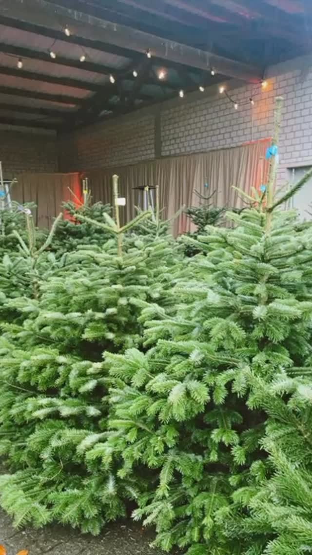 Wir starten heute offiziell in die Weihnachtsbaum-Saison! Kommt vorbei 🌲✨