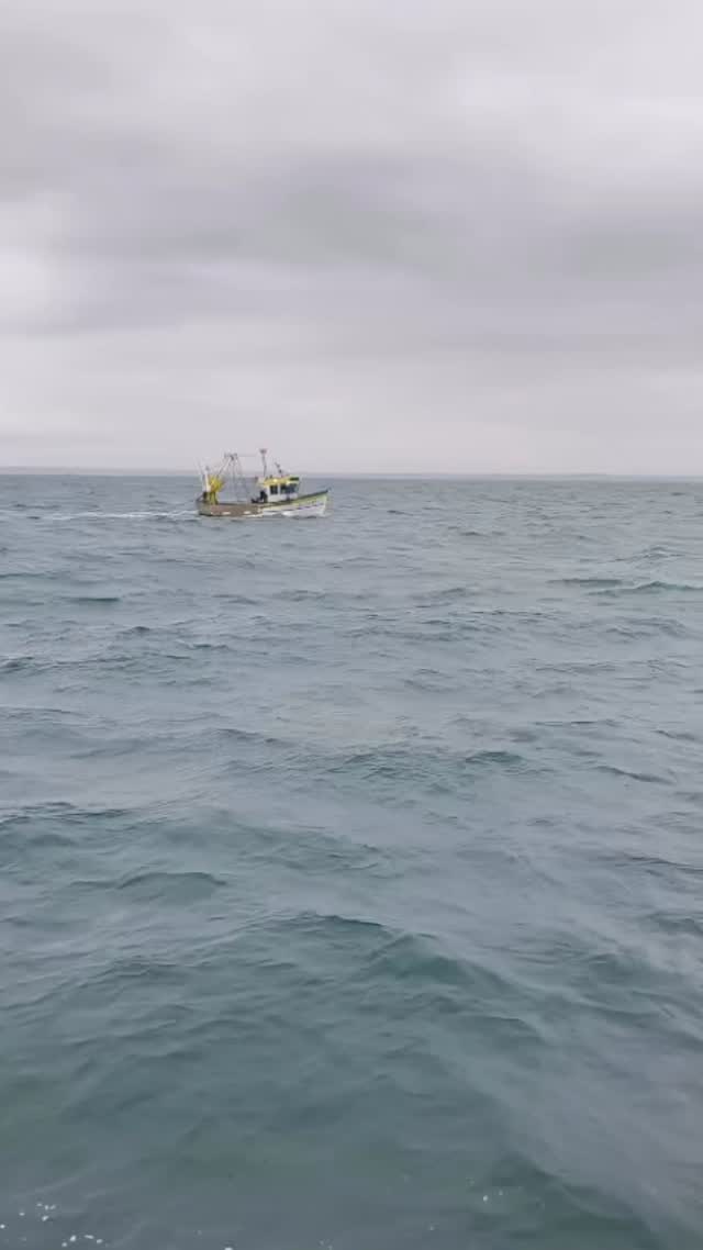🥂 Bonne année 2026 à tous !
Un grand merci à nos clients et nos partenaires pour cette belle année passée ensemble.
Petite pause pendant la trêve des coquilles Saint-Jacques 🐚
🔔 On se retrouve fin janvier pour la reprise 🔥
En attendant on vous laisses admirer ce spectacle, dont nous, nous lassons jamais 😍🐬
@pourdebon 😉
#seafood #freshseafood #fishmarket #scallop