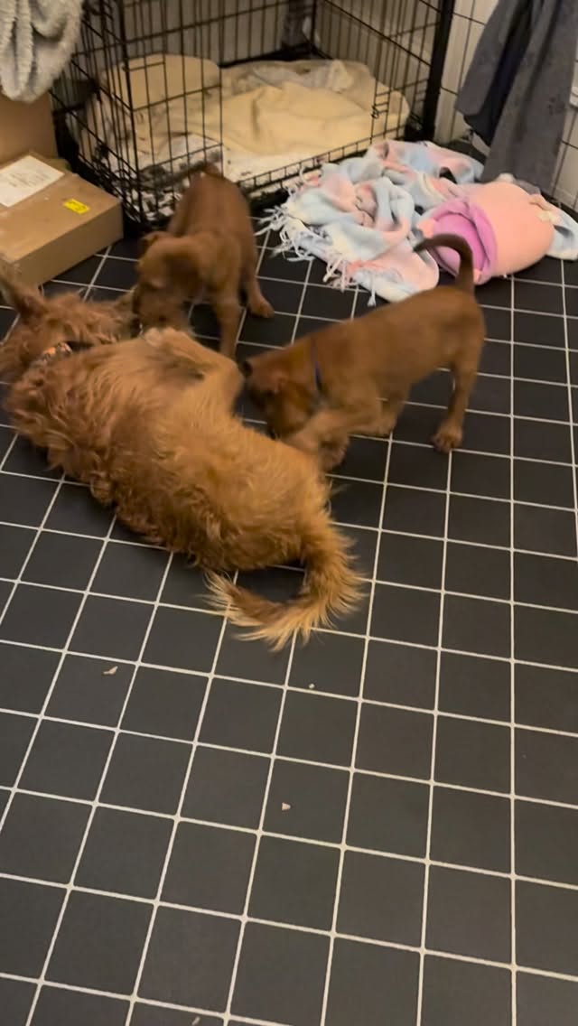 Lovely play this evening. It’s goodbye to the Misses Blue and Green tomorrow 😢 #irishterrier #irishterrierlovers #puppy #puppies #dogmummy #mumtime #newhome #newfamily #goodbye