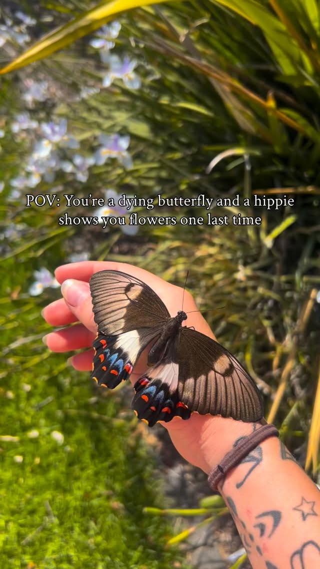 I found this little lady on the side of the pavement & it looked like she suffered a trauma to the abdomen ❤️🩹
She’s since passed on, but I hope her last moments were peaceful 🫧🌻🦋🫂