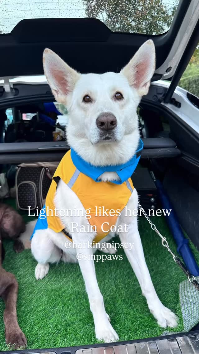Lightening is ready for adventure, rocking the coolest yellow and blue rain jacket ever. Thank you! 🙏@barkingnipsey @smppaws
#dogfashion #adventurebuddy #roadtripready #stylishpup #furryfriends