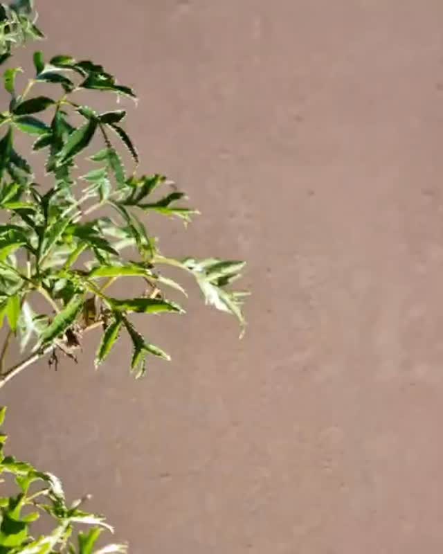 Inspirações Roca Tintas.
Texturas que dialogam com o entorno e cores que nascem da terra.
Da parede ao vaso, do interno ao externo. A Roca entrega profundidade, durabilidade e um acabamento que respira natureza.