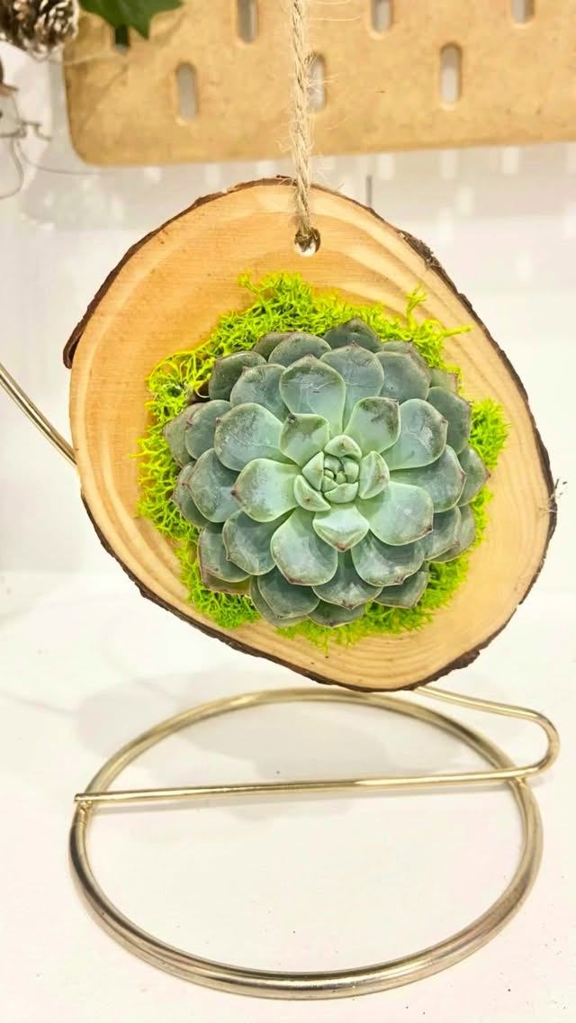 It’s time!!!🎄✨ Our Christmas Succulent Ornament Party is happening tonight in Shorewood! 🌱🎁 We still have a few seats left — come create something magical with us! ❤️
#SucculentOrnaments #HolidayWorkshop #BloomingSucculentsStudio #shorewoodillinois